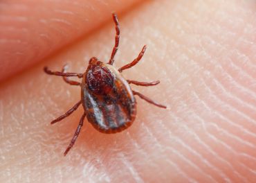 Controle de Carrapatos: Prevenção de Doenças como Febre Maculosa
